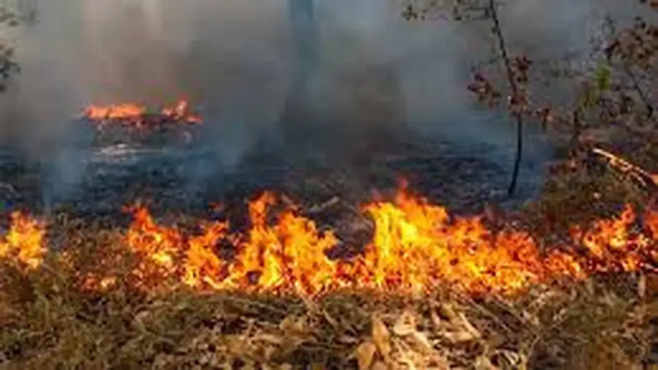 Warga Diminta Cegah Kebakaran Hutan, Begini Caranya