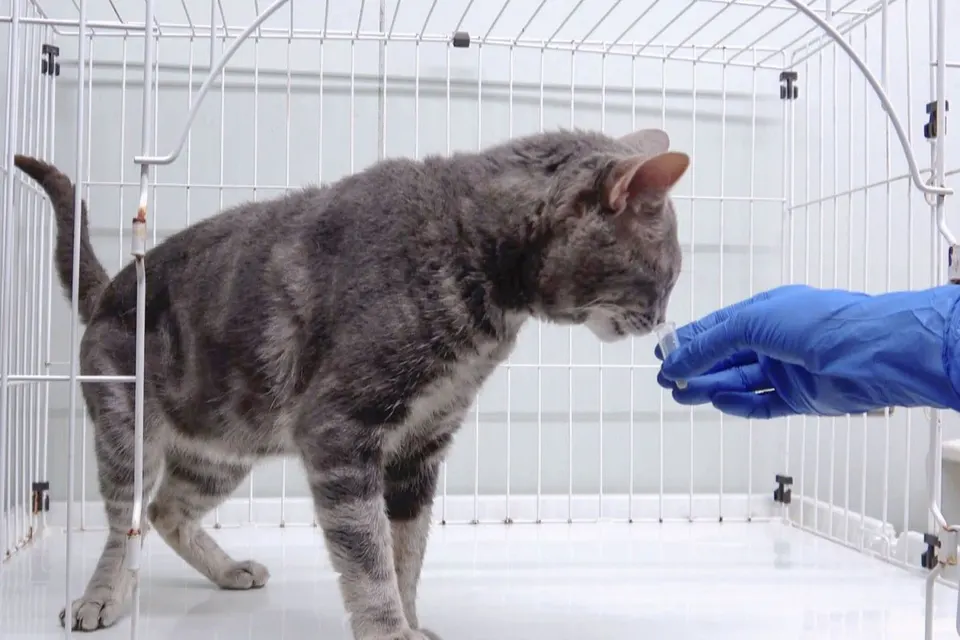 Bau Urine Jadi Identitas Unik Kucing Menurut Hasil Riset Terkini