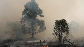 Prabowo Ingatkan Kebakaran Hutan Jangan Sampai ke Zona Inti IKN