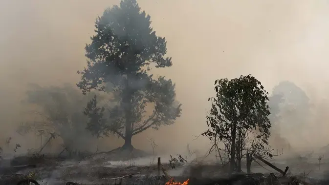 72 Tersangka Kebakaran Hutan di Sumatera hingga Kalimantan dan Sebaran Kasusnya