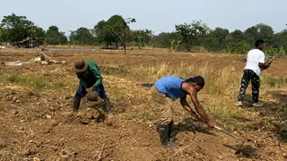 Napi Lapas Karawang dan TNI Garap Bareng Lahan Kodim untuk Tanam Jagung