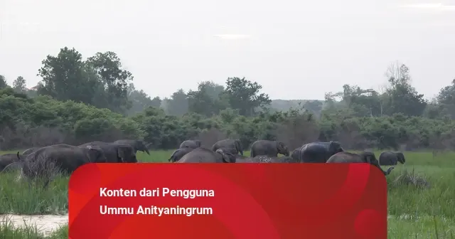Gunung Es di Balik Kebakaran Hutan di Indonesia