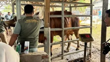 33.430 Ton Pakan Ternak Disiapkan untuk Percepat Pemulihan Peternak di Aceh