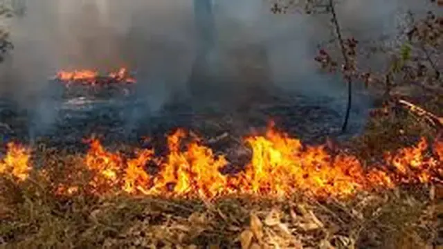 Kebakaran Hutan Picu 50.891 Kasus ISPA dalam Dua Bulan