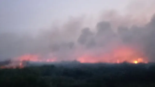 Kebakaran Lahan di Jambi Meluas, 13,2 Hektare Taman Nasional Berbak Terbakar