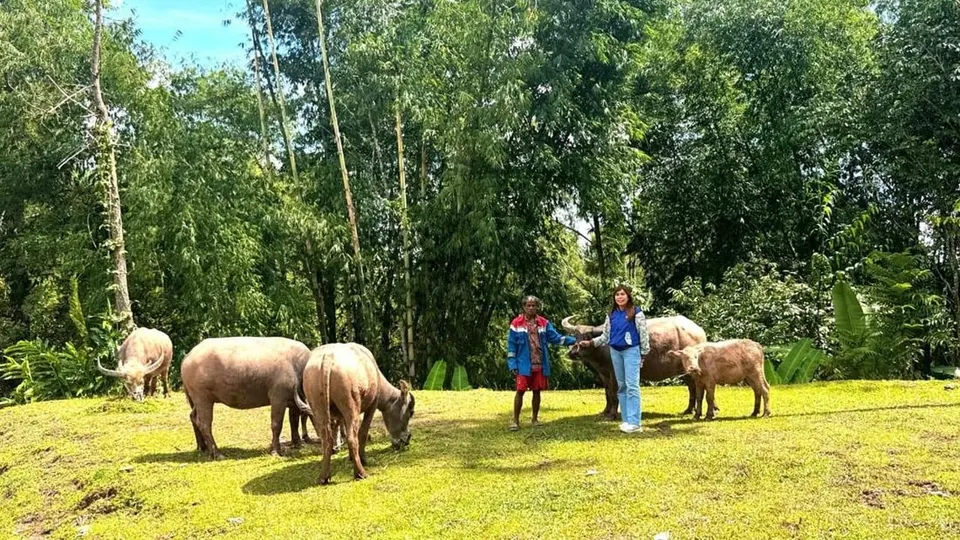 Perjuangan Mantri BRI Perempuan Membangun Ekonomi Desa di Pegunungan Toraja Utara