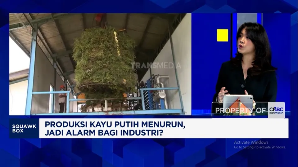 Produksi Minyak Kayu Putih Indonesia Anjlok, Sektor Industri Diminta Waspada