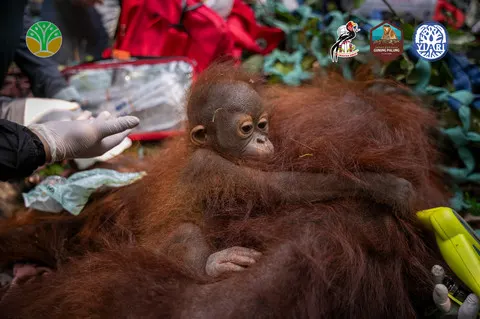 3 Orang Utan Dievakuasi dari Kebun Warga Akibat Karhutla di Ketapang, Dilepasliarkan ke TN Gunung Palung