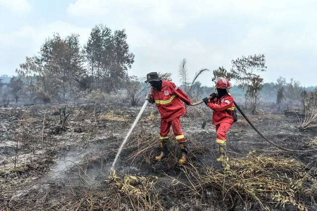 Manggala Agni Padamkan Kebakaran Lahan Gambut di Tanjung Jabung Timur Jambi