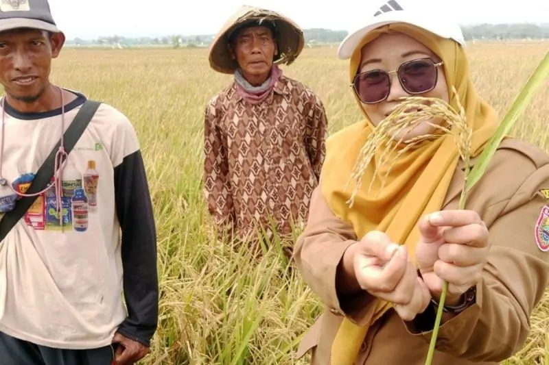 Strategi Swasembada Pangan Melalui Pompanisasi dan Inovasi Padi Biosalin