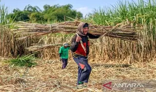 APTRI Dukung Kebijakan Wajib Bangun Kebun Tebu bagi Pabrik Gula Rafinasi