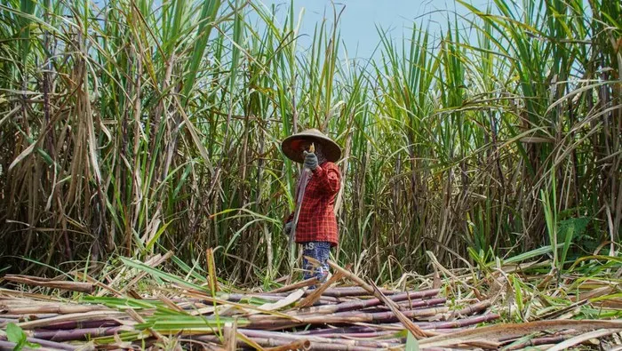 BBM E20 Ditargetkan Berproduksi dalam Dua Tahun, Lahan Tebu 2 Juta Hektare Disiapkan