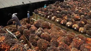 Kronologi Pembelian CPO oleh JARR Versi Kuasa Hukum Duta Palma
