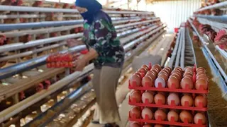 Harga Telur Masih Anjlok, Bapanas Usulkan Tambahan Kuota Jagung Pakan SPHP 150 Ribu Ton