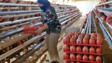 Harga Telur Masih Anjlok, Bapanas Usulkan Tambahan Kuota Jagung Pakan SPHP 150 Ribu Ton
