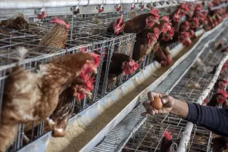 Faktor Pemicu Gelombang Protes Peternak Ayam dan Telur di Berbagai Daerah
