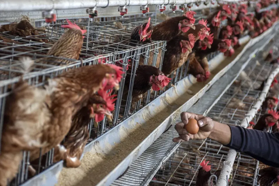 Faktor Pemicu Gelombang Protes Peternak Ayam dan Telur di Berbagai Daerah