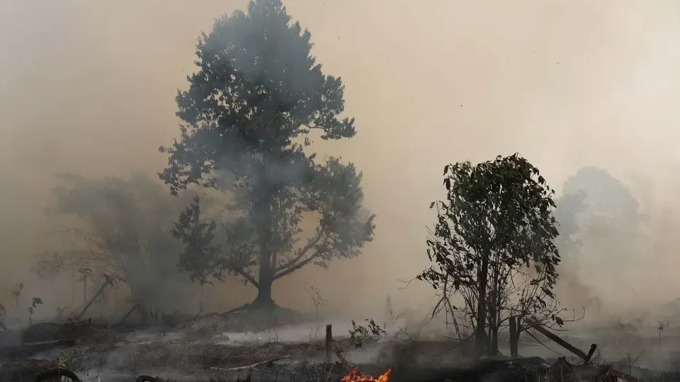 Kondisi Kebakaran Hutan Papua Barat, 5 Titik Api Masih Menyala
