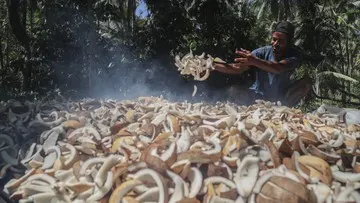 Petani Pulau Meti Andalkan Pengolahan Kopra sebagai Penopang Utama Ekonomi Keluarga