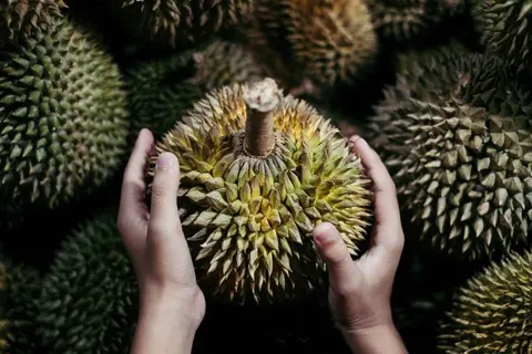 Permintaan Durian di China Melonjak, Petani Malaysia Hadapi Tantangan Cuaca Ekstrem dan Kenaikan Biaya