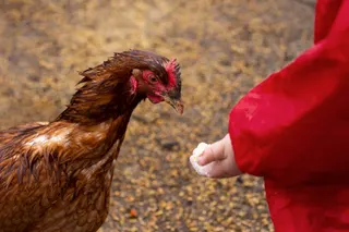 Ramalan Shio Monyet, Ayam, Anjing dan Babi Jumat, 11 September 2026