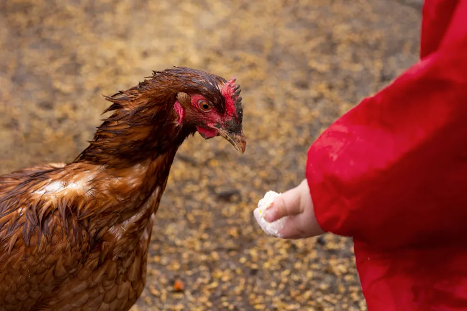 Ramalan Shio Monyet, Ayam, Anjing dan Babi Jumat, 11 September 2026