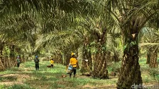 Kontribusi Ekonomi dan Inovasi Berkelanjutan Industri Kelapa Sawit di Kalimantan Tengah