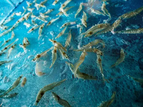 Udang Indonesia, Mengejar Tonase atau Efisiensi?