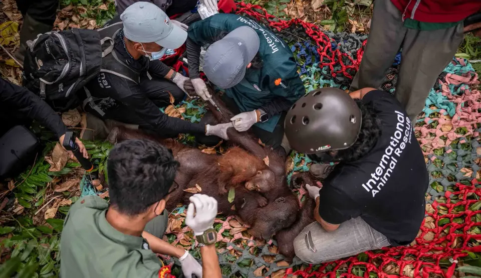 Evakuasi Orang Utan di Tengah Kebakaran Hutan Kalimantan Tengah dan Kalimantan Barat