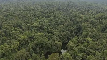 Dua Tersangka Ditetapkan dalam Kasus Perambahan Taman Nasional Bukit Barisan Selatan