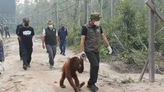 Langkah Kemenhut Agar Orangutan Terhindar Asap Kebakaran Hutan