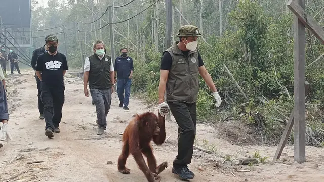 Langkah Kemenhut Agar Orangutan Terhindar Asap Kebakaran Hutan