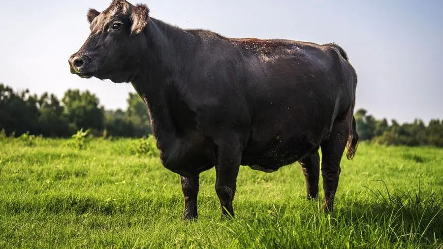 Sapi Angus Pecahkan Rekor Penjualan Rp 7,4 Miliar di Australia