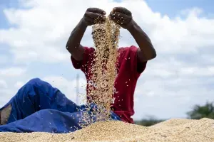 BRICS Dorong Pembentukan Bursa Gandum Bersama demi Ketahanan Pangan Global