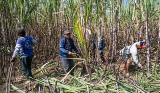 Kebijakan Wajib Tanam Tebu bagi Industri Gula Rafinasi Dinilai Sulit Terealisasi
