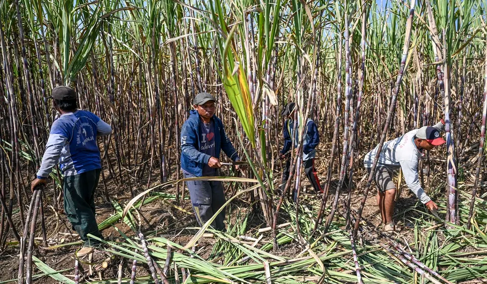 Kebijakan Wajib Tanam Tebu bagi Industri Gula Rafinasi Dinilai Sulit Terealisasi