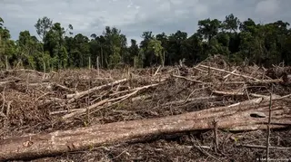Pelaku Perusakan Hutan Dihukum Mati, Ketegasan Hukum Alam di Era Majapahit