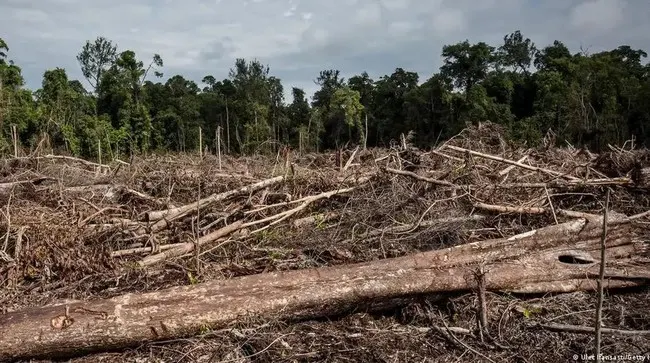 Pelaku Perusakan Hutan Dihukum Mati, Ketegasan Hukum Alam di Era Majapahit