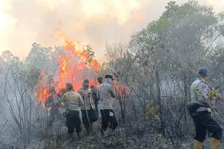 Karhutla Melanda TNWK, Pantauan Satwa Liar, Dugaan Kesengajaan, dan Sinergi Pengamanan Kawasan Konservasi