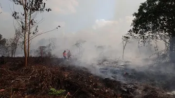 BNPB Minta Negara Tetangga Tak Saling Salahkan soal Asap Karhutla Kalimantan