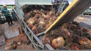 Indonesia Upayakan Pengecualian Tarif Sepuluh Persen Amerika Serikat untuk Produk Sawit