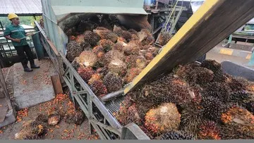 Indonesia Upayakan Pengecualian Tarif Sepuluh Persen Amerika Serikat untuk Produk Sawit