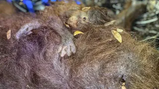 Napas Orangutan di Tengah Kepungan Asap Hutan Kalimantan