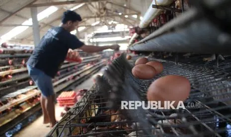 Perluasan Akses Pasar untuk Penguatan Investasi Industri Protein Nasional