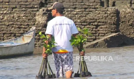 BNI Tanam 258 Ribu Bibit Mangrove demi Rehabilitasi Pesisir dan Pemberdayaan Ekonomi