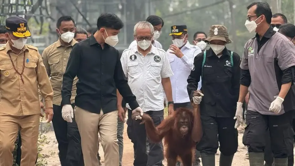 Wapres Gibran Lihat Orangutan Terdampak Asap Karhutla di Kalimantan Tengah