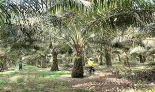 Keberlanjutan dan Hilirisasi Menjadi Kunci Masa Depan Industri Sawit Indonesia
