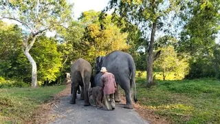 Taman Nasional Way Kambas Masih Terbakar, Gajah Liar Dipastikan Aman