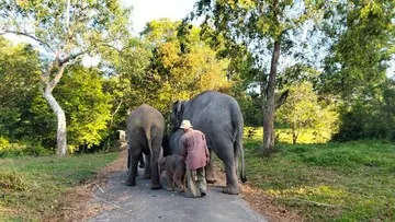 Taman Nasional Way Kambas Masih Terbakar, Gajah Liar Dipastikan Aman