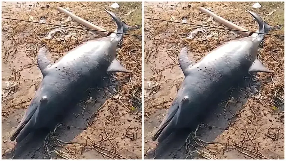 Bangkai Anak Lumba-lumba Ditemukan Tersangkut Jaring di Pantai Pondok Bali Subang